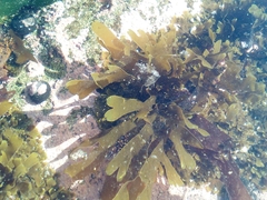 Dictyota kunthii