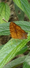 Symbrenthia lilaea