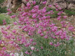 Centranthus longiflorus