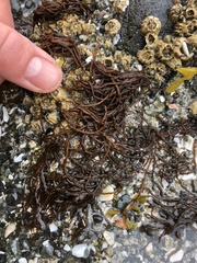 Melanosiphon intestinalis