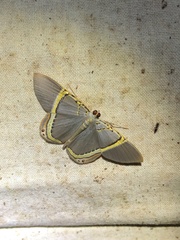 Phrygionis privignaria