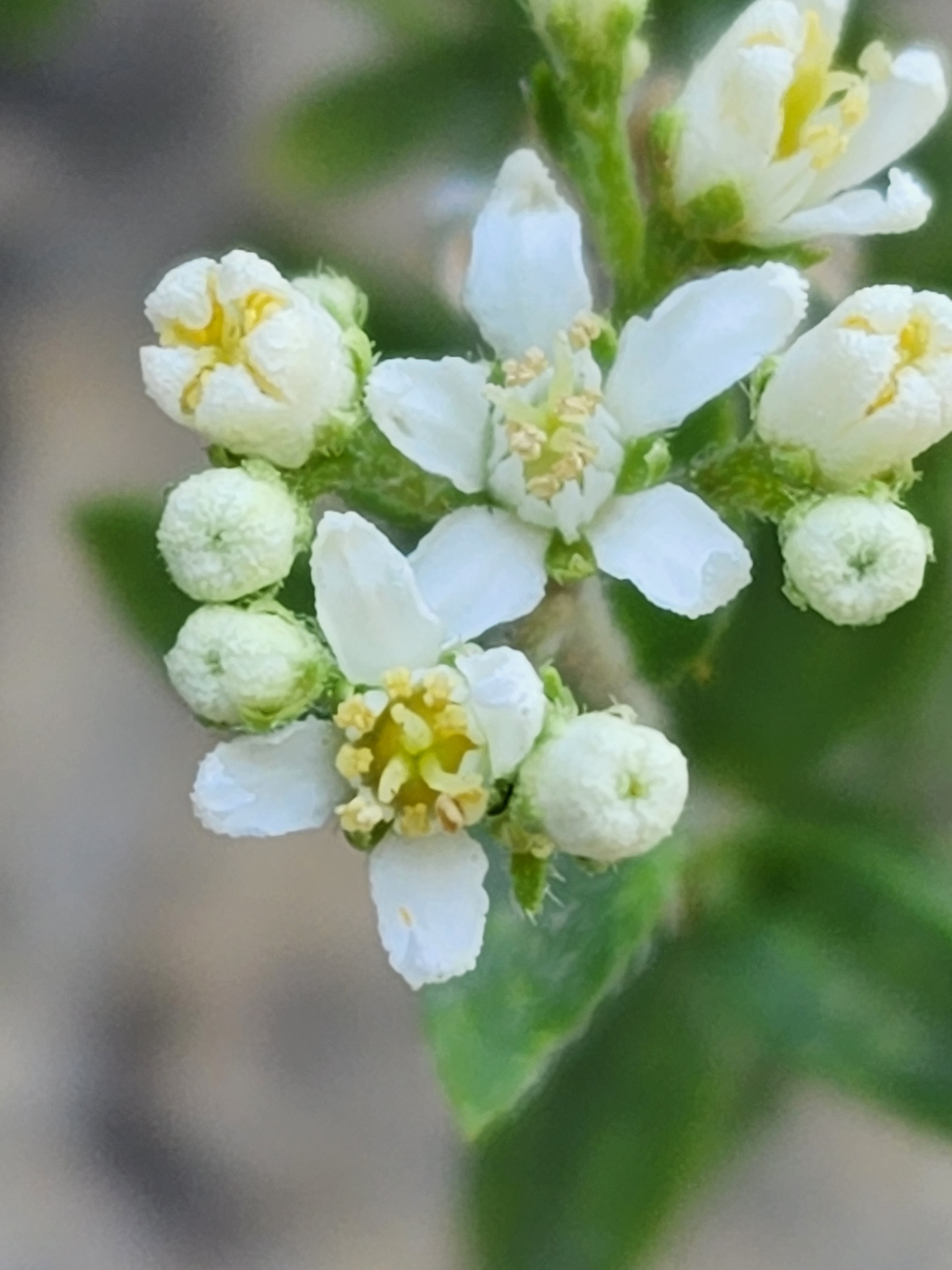 Fendlerella utahensis