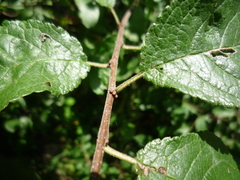Prunus spinosa dasyphylla