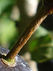 Prunus spinosa dasyphylla