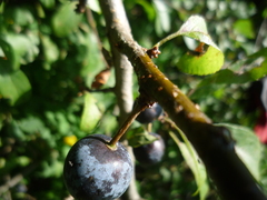 Prunus spinosa dasyphylla