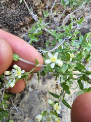 Fendlerella utahensis