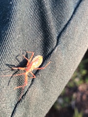 Rocconota annulicornis