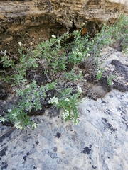 Fendlerella utahensis