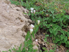 Convolvulus scammonia