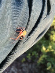 Rocconota annulicornis