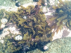Dictyota kunthii
