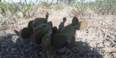 Opuntia rufida