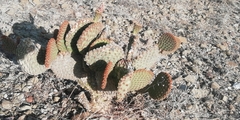 Opuntia rufida