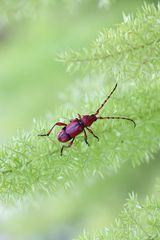 Dicelosternus corallinus