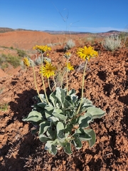 Enceliopsis nudicaulis