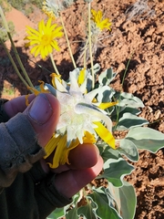 Enceliopsis nudicaulis