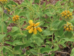 Phlomis chrysophylla