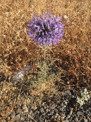 Echinops adenocaulos