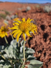Enceliopsis nudicaulis
