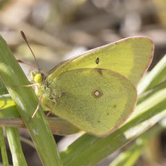 Colias philodice eriphyle