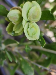 Grayia spinosa