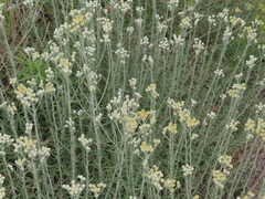 Achillea falcata