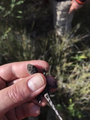 Diporiphora australis