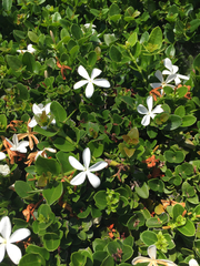 Carissa macrocarpa