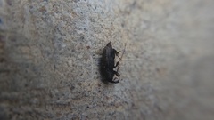 Sphenophorus cicatristriatus