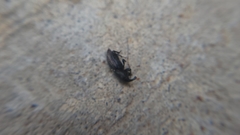 Sphenophorus cicatristriatus
