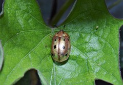 Phytodectoidea duodecimsignata