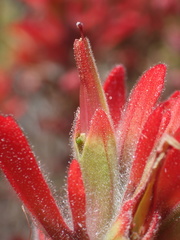 Castilleja gleasoni