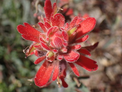 Castilleja gleasoni