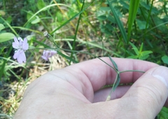 Silene linnaeana