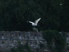 Egretta garzetta