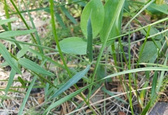 Silene linnaeana