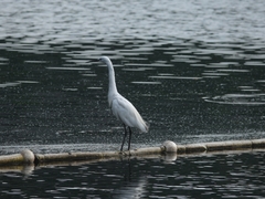 Egretta garzetta