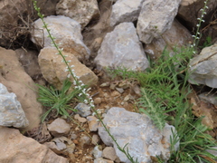 Anarrhinum forskaohlii