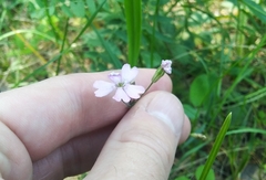 Silene linnaeana