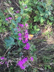 Lycaena phlaeas daimio