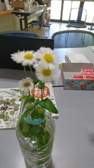 Erigeron philadelphicus