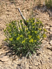 Petradoria pumila