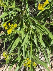 Petradoria pumila