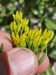 Petradoria pumila