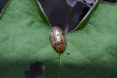 Phytodectoidea duodecimsignata