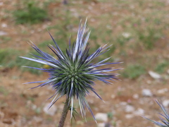 Echinops gaillardotii