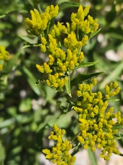 Petradoria pumila