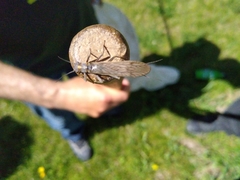 Plecoptera