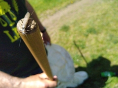 Plecoptera