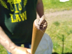 Plecoptera